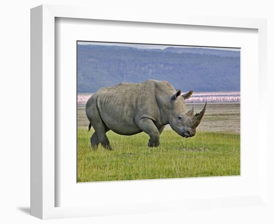 White Rhinoceros and Lesser Flamingos, Lake Nakuru National Park, Kenya-Adam Jones-Framed Photographic Print