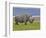White Rhinoceros and Lesser Flamingos, Lake Nakuru National Park, Kenya-Adam Jones-Framed Photographic Print