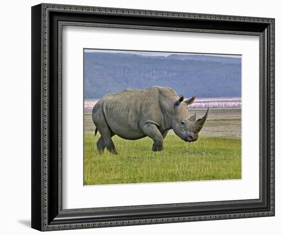 White Rhinoceros and Lesser Flamingos, Lake Nakuru National Park, Kenya-Adam Jones-Framed Photographic Print