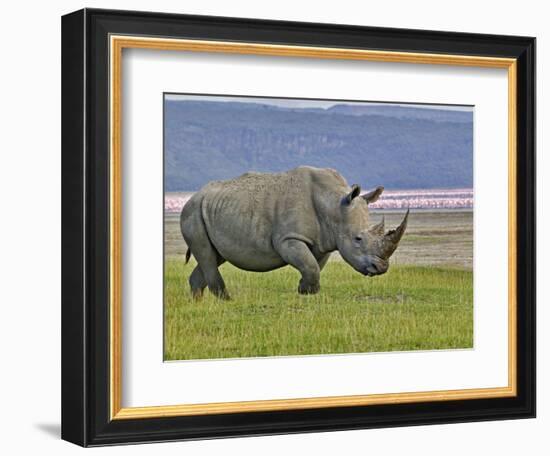 White Rhinoceros and Lesser Flamingos, Lake Nakuru National Park, Kenya-Adam Jones-Framed Photographic Print
