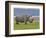 White Rhinoceros and Lesser Flamingos, Lake Nakuru National Park, Kenya-Adam Jones-Framed Photographic Print