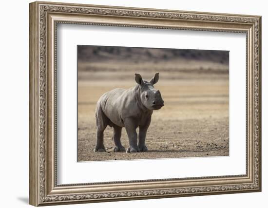 White Rhinoceros Calf (Ceratotherium Simum) Great Karoo. Private Reserve-Pete Oxford-Framed Photographic Print