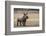 White Rhinoceros Calf (Ceratotherium Simum) Great Karoo. Private Reserve-Pete Oxford-Framed Photographic Print