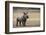 White Rhinoceros Calf (Ceratotherium Simum) Great Karoo. Private Reserve-Pete Oxford-Framed Photographic Print