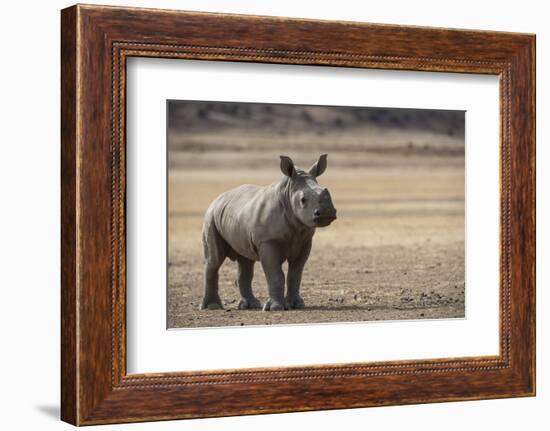 White Rhinoceros Calf (Ceratotherium Simum) Great Karoo. Private Reserve-Pete Oxford-Framed Photographic Print