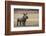 White Rhinoceros Calf (Ceratotherium Simum) Great Karoo. Private Reserve-Pete Oxford-Framed Photographic Print