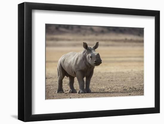 White Rhinoceros Calf (Ceratotherium Simum) Great Karoo. Private Reserve-Pete Oxford-Framed Photographic Print