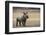 White Rhinoceros Calf (Ceratotherium Simum) Great Karoo. Private Reserve-Pete Oxford-Framed Photographic Print