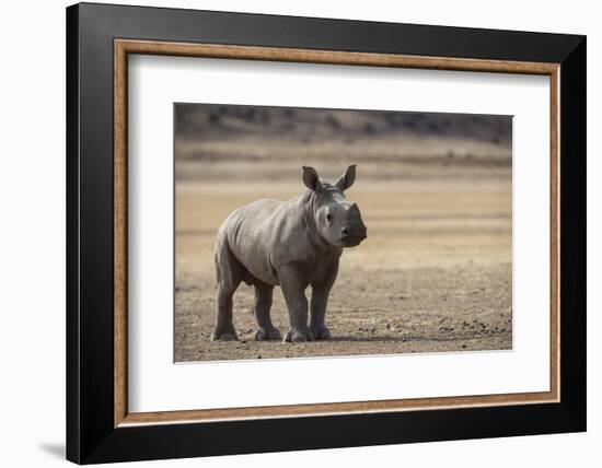 White Rhinoceros Calf (Ceratotherium Simum) Great Karoo. Private Reserve-Pete Oxford-Framed Photographic Print