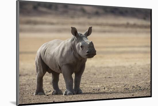 White Rhinoceros Calf (Ceratotherium Simum) Great Karoo. Private Reserve-Pete Oxford-Mounted Photographic Print