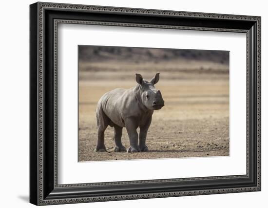 White Rhinoceros Calf (Ceratotherium Simum) Great Karoo. Private Reserve-Pete Oxford-Framed Photographic Print