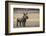 White Rhinoceros Calf (Ceratotherium Simum) Great Karoo. Private Reserve-Pete Oxford-Framed Photographic Print