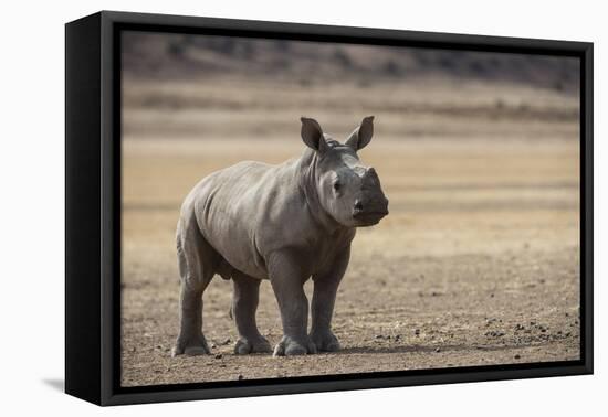 White Rhinoceros Calf (Ceratotherium Simum) Great Karoo. Private Reserve-Pete Oxford-Framed Premier Image Canvas