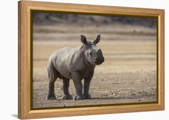 White Rhinoceros Calf, Great Karoo, Private Reserve, South Africa-Pete Oxford-Framed Premier Image Canvas