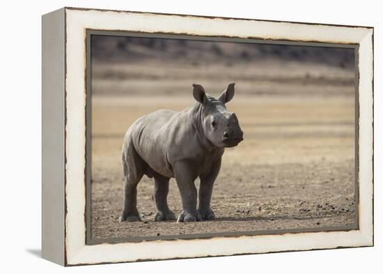 White Rhinoceros Calf, Great Karoo, Private Reserve, South Africa-Pete Oxford-Framed Premier Image Canvas