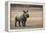 White Rhinoceros Calf, Great Karoo, Private Reserve, South Africa-Pete Oxford-Framed Premier Image Canvas