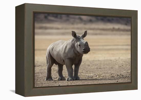 White Rhinoceros Calf, Great Karoo, Private Reserve, South Africa-Pete Oxford-Framed Premier Image Canvas