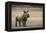 White Rhinoceros Calf, Great Karoo, Private Reserve, South Africa-Pete Oxford-Framed Premier Image Canvas