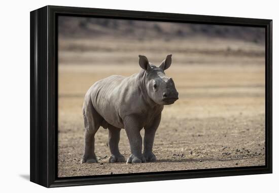 White Rhinoceros Calf, Great Karoo, Private Reserve, South Africa-Pete Oxford-Framed Premier Image Canvas