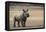 White Rhinoceros Calf, Great Karoo, Private Reserve, South Africa-Pete Oxford-Framed Premier Image Canvas