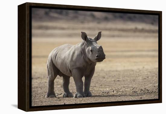 White Rhinoceros Calf, Great Karoo, Private Reserve, South Africa-Pete Oxford-Framed Premier Image Canvas