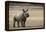 White Rhinoceros Calf, Great Karoo, Private Reserve, South Africa-Pete Oxford-Framed Premier Image Canvas