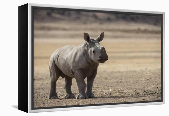 White Rhinoceros Calf, Great Karoo, Private Reserve, South Africa-Pete Oxford-Framed Premier Image Canvas