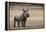 White Rhinoceros Calf, Great Karoo, Private Reserve, South Africa-Pete Oxford-Framed Premier Image Canvas