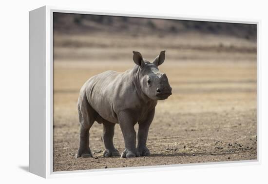 White Rhinoceros Calf, Great Karoo, Private Reserve, South Africa-Pete Oxford-Framed Premier Image Canvas