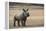 White Rhinoceros Calf, Great Karoo, Private Reserve, South Africa-Pete Oxford-Framed Premier Image Canvas