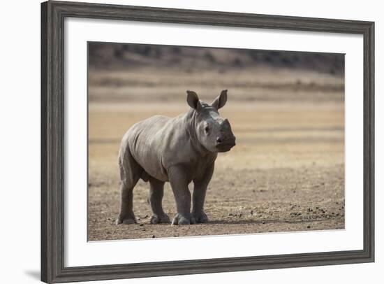 White Rhinoceros Calf, Great Karoo, Private Reserve, South Africa-Pete Oxford-Framed Photographic Print