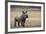 White Rhinoceros Calf, Great Karoo, Private Reserve, South Africa-Pete Oxford-Framed Photographic Print