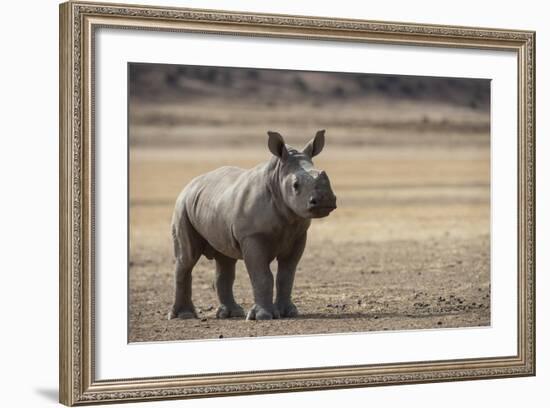 White Rhinoceros Calf, Great Karoo, Private Reserve, South Africa-Pete Oxford-Framed Photographic Print