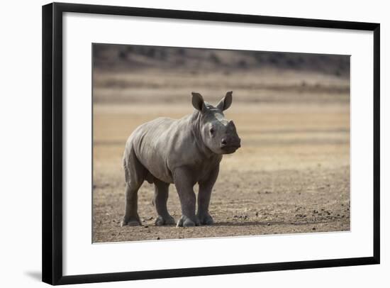 White Rhinoceros Calf, Great Karoo, Private Reserve, South Africa-Pete Oxford-Framed Photographic Print