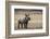 White Rhinoceros Calf, Great Karoo, Private Reserve, South Africa-Pete Oxford-Framed Photographic Print