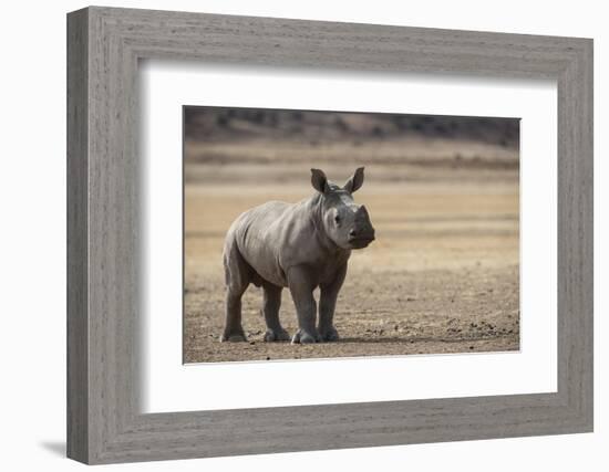 White Rhinoceros Calf, Great Karoo, Private Reserve, South Africa-Pete Oxford-Framed Photographic Print