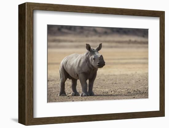 White Rhinoceros Calf, Great Karoo, Private Reserve, South Africa-Pete Oxford-Framed Photographic Print