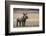 White Rhinoceros Calf, Great Karoo, Private Reserve, South Africa-Pete Oxford-Framed Photographic Print