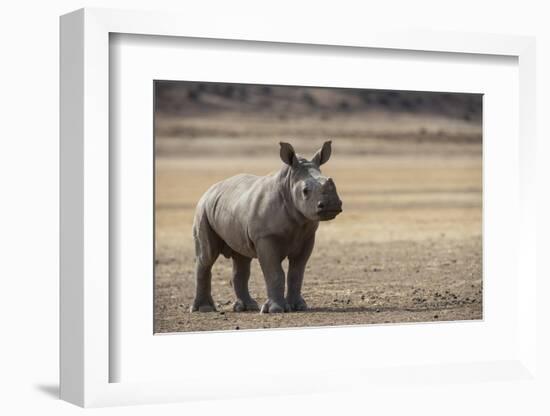 White Rhinoceros Calf, Great Karoo, Private Reserve, South Africa-Pete Oxford-Framed Photographic Print