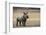 White Rhinoceros Calf, Great Karoo, Private Reserve, South Africa-Pete Oxford-Framed Photographic Print