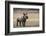 White Rhinoceros Calf, Great Karoo, Private Reserve, South Africa-Pete Oxford-Framed Photographic Print