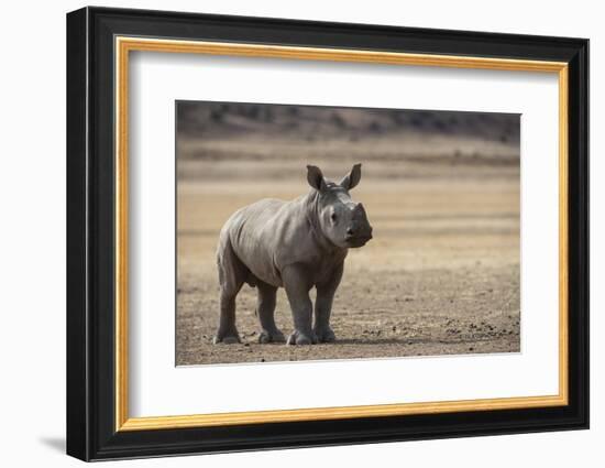 White Rhinoceros Calf, Great Karoo, Private Reserve, South Africa-Pete Oxford-Framed Photographic Print