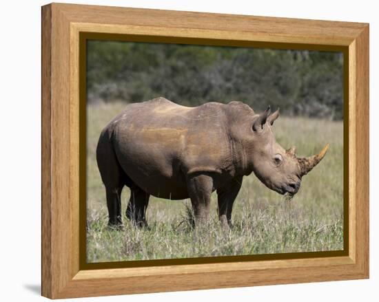 White Rhinoceros (Caratotherium Simum), Kariega Game Reserve, South Africa, Africa-Sergio Pitamitz-Framed Premier Image Canvas