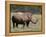 White Rhinoceros (Caratotherium Simum), Kariega Game Reserve, South Africa, Africa-Sergio Pitamitz-Framed Premier Image Canvas