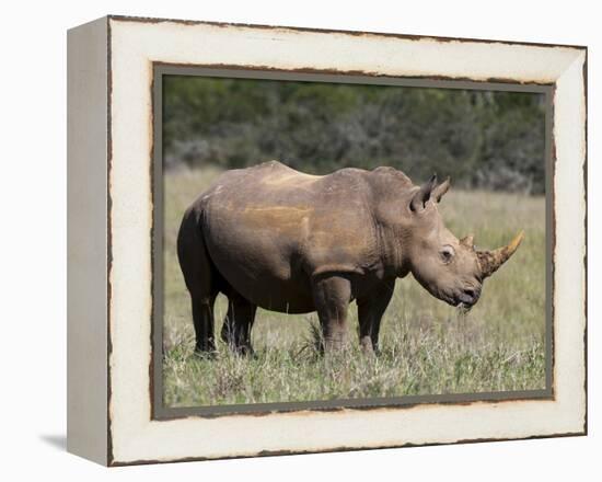 White Rhinoceros (Caratotherium Simum), Kariega Game Reserve, South Africa, Africa-Sergio Pitamitz-Framed Premier Image Canvas