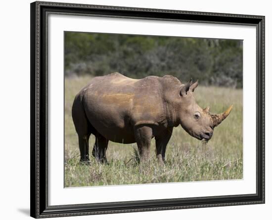 White Rhinoceros (Caratotherium Simum), Kariega Game Reserve, South Africa, Africa-Sergio Pitamitz-Framed Photographic Print