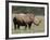 White Rhinoceros (Caratotherium Simum), Kariega Game Reserve, South Africa, Africa-Sergio Pitamitz-Framed Photographic Print