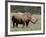 White Rhinoceros (Caratotherium Simum), Kariega Game Reserve, South Africa, Africa-Sergio Pitamitz-Framed Photographic Print