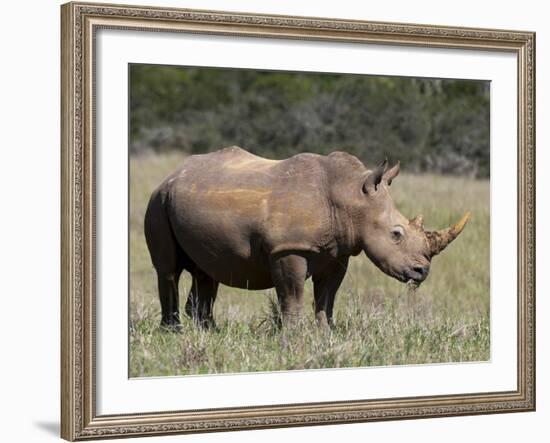 White Rhinoceros (Caratotherium Simum), Kariega Game Reserve, South Africa, Africa-Sergio Pitamitz-Framed Photographic Print