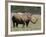 White Rhinoceros (Caratotherium Simum), Kariega Game Reserve, South Africa, Africa-Sergio Pitamitz-Framed Photographic Print